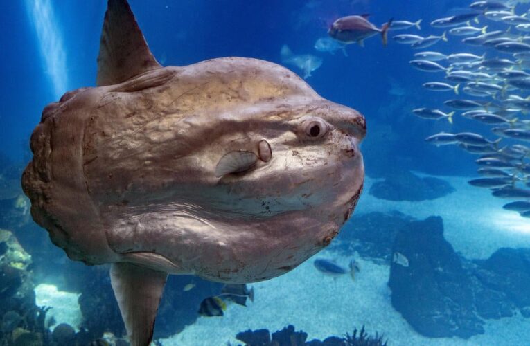 Sunfish that got sick recovers — thanks to human cutouts