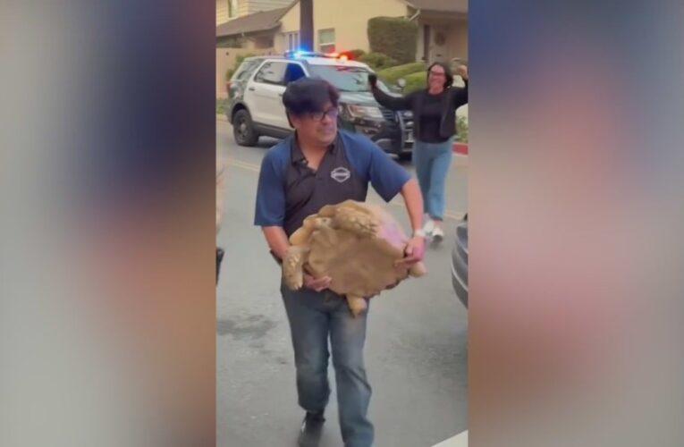 Watch: Pet tortoise reunited with family after ‘miraculous’ fire survival