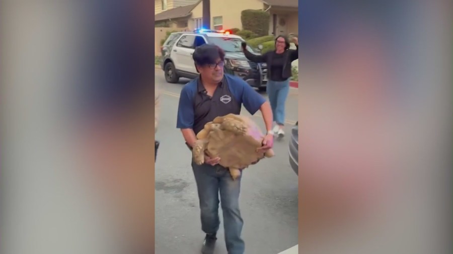 watch:-pet-tortoise-reunited-with-family-after-‘miraculous’-fire-survival