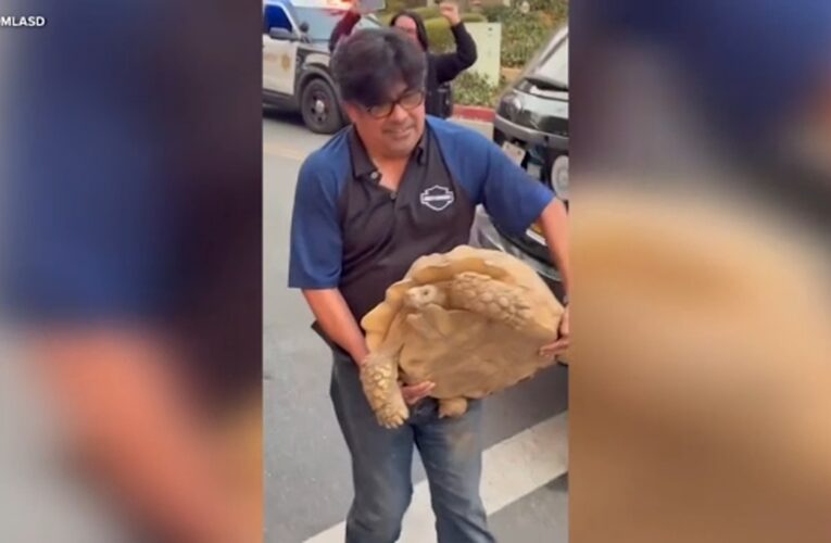 Family’s 100-pound pet tortoise found safe after surviving Eaton Fire in California