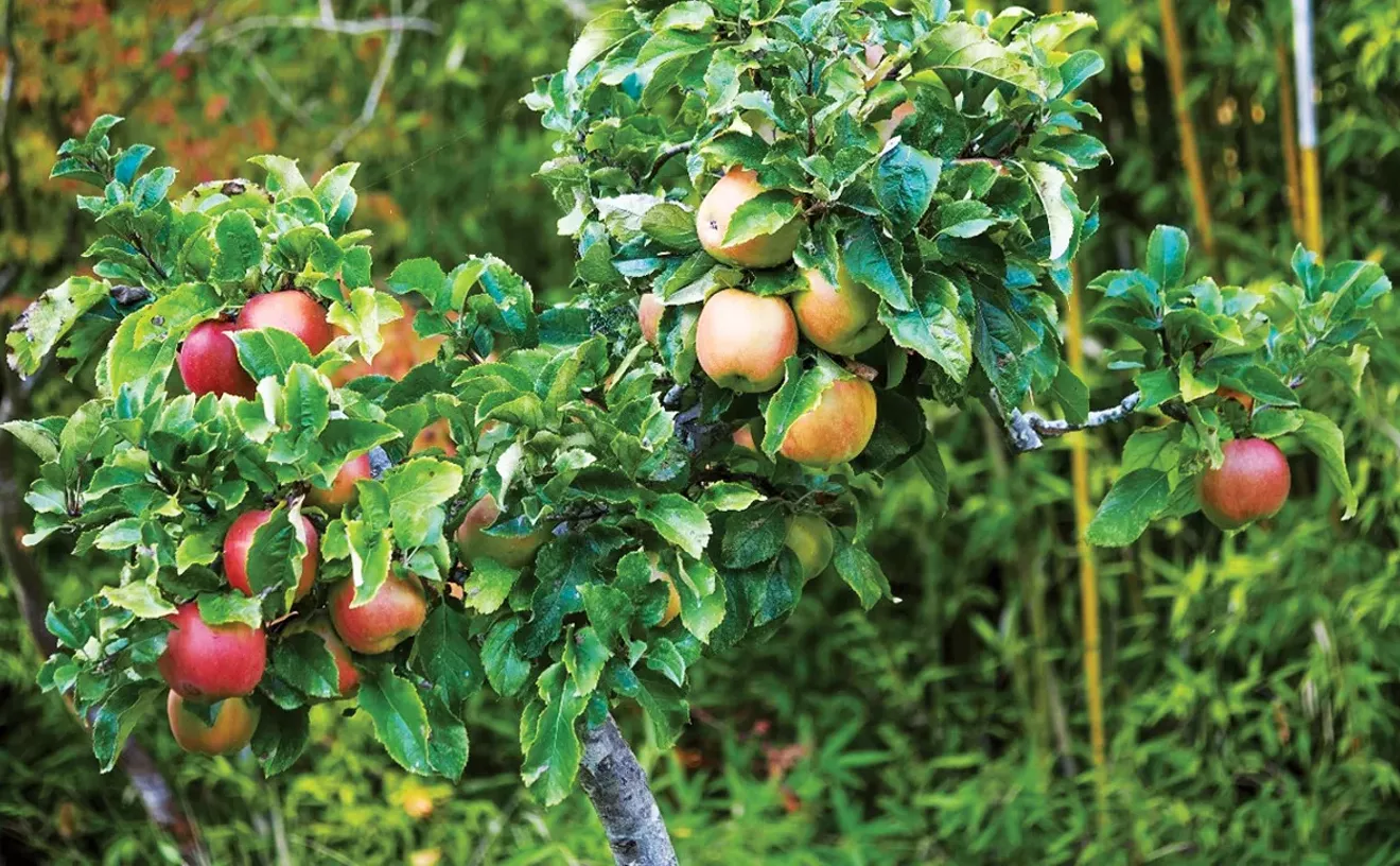 planting-apple-trees-on-the-north-coast